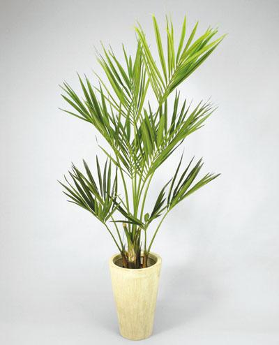 65-090 Kentia Palm  90cm, 65-120 Kentia Palm 120cm, 65-170 Kentia Palm 150cm, 65-200 Kentia Palm 200cm, 65-240 Kentia Palm 240cm
